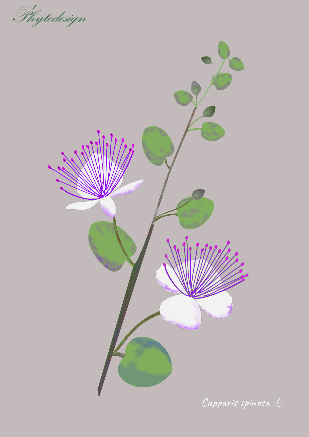Tavola botanica d'erbario
